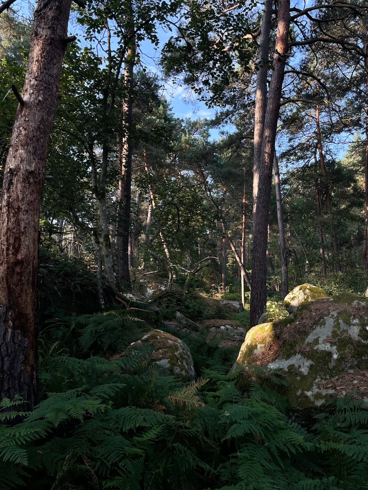 trees for Goodlids blog